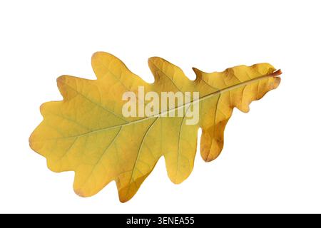 yellow oak leaf isolated on white background Stock Photo