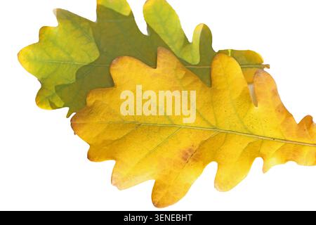 yellow oak leaf isolated on white background Stock Photo