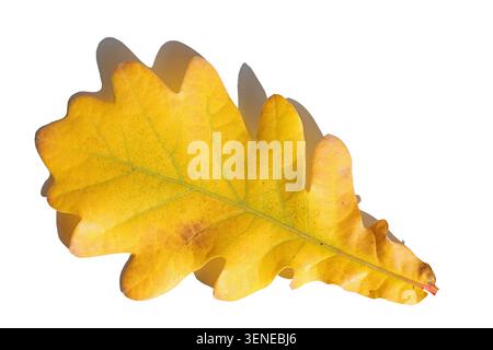 yellow oak leaf isolated on white background Stock Photo