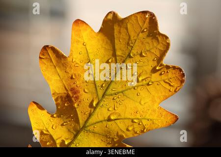 close up of yellow oak leaf with drops in autumn Stock Photo