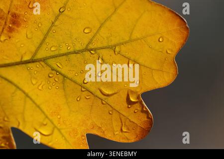 close up of yellow oak leaf with drops in autumn Stock Photo