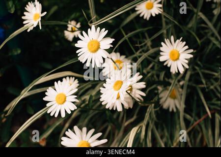 large daisies in a flowerbed Stock Photo