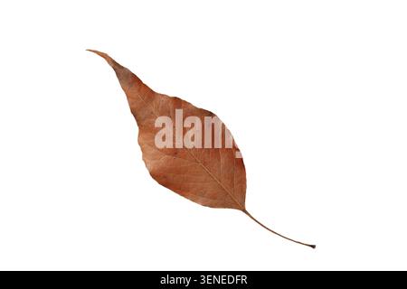 brown leaves of kurrajong (Brachychiton populneus) tree isolated on white background Stock Photo