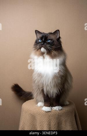 majestic ragdoll cat sitting on stool covered with blanket looking to the side, studio shot with copy space. Stock Photo