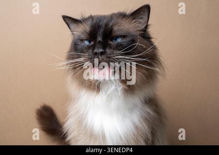 ragdoll cat struggling to groom it's long fur. studio shot on brown background Stock Photo