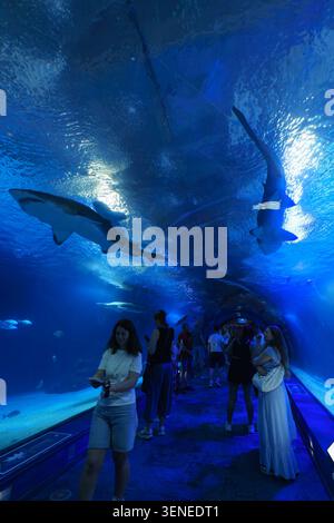 Visitors walking through the underwater tunnel at L'Oceanografic aquarium in Valencia Spain with sharks swimming overhead Stock Photo
