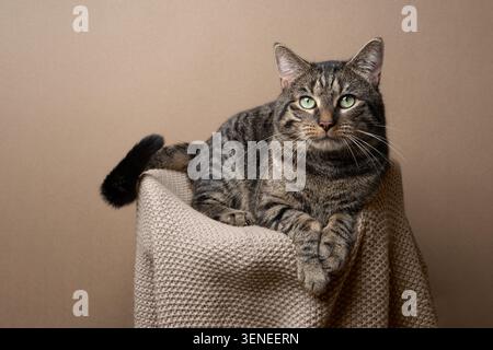 green eyed tabby cat resting on pet bed looking at camera Stock Photo