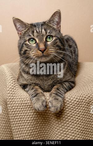 green eyed tabby cat resting on pet bed looking at camera Stock Photo