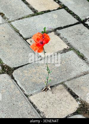 Red Poppy Flower Growing through Concrete Paving Slabs on Street. Stock Photo