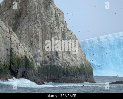 Colony of South Georgia Shag (Leucocarbo georgianus) on the Shag Rocks in the Southern Ocean near South Georgia. Antarctica, rock Shags, October Stock Photo
