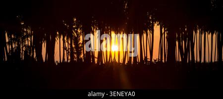 A dramatic silhouette of a dense palm forest framed against a vibrant orange and yellow sunset Stock Photo