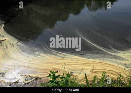 Floating pollen on water, seasonal spring background. Natural yellow patterns on dark river surface near green grass bank. Stock Photo