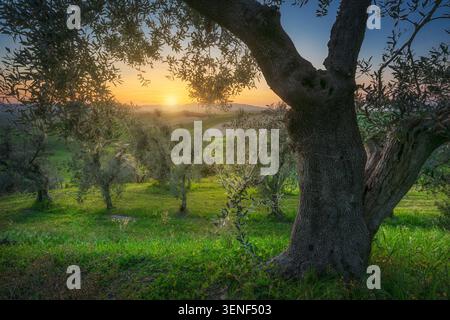 Close up of an ancient olive tree trunk framing a beautiful Tuscan landscape at sunset. Scenic view of olive groves in Santa Luce rural countryside Stock Photo
