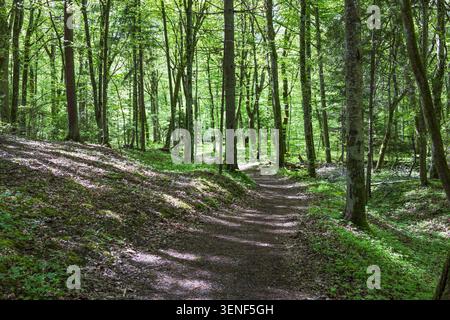 Serene nature trail leading into a deep green forest with dappled sunlight filtering through leaves Stock Photo