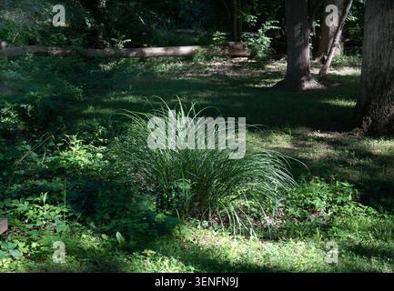 A view of clumped ornamental grasses in a rural park setting Stock Photo