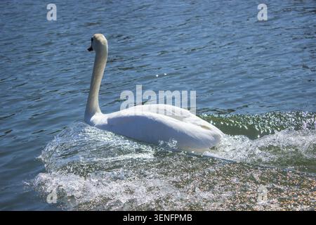 This spectacular active wildlife photograph displays a single large white mute swan moving rapidly across a wide blue river surface on a warm sunny day. The camera captures the graceful wild bird from Stock Photo