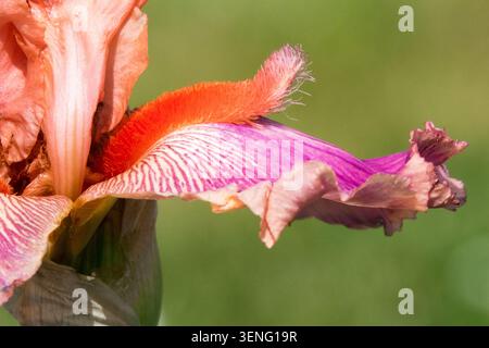 Pink and purple flower with an orange beard of Tall Bearded Iris "Fuzzy Wuzzy Rocket" Stock Photo