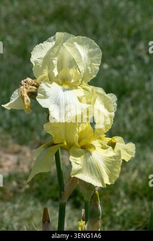 Tall Bearded Iris "Refreshing" bright iris flower Stock Photo