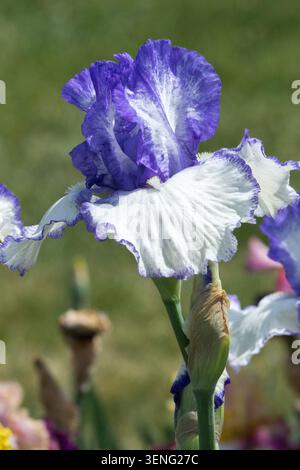 Tall Bearded Iris "Pomorze" White Blue Iris flower in garden Stock Photo