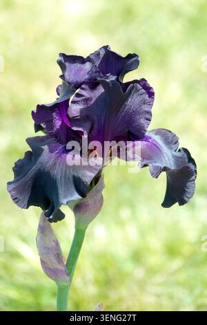 Tall Bearded Iris "Superstition" Dark,Purple flower Iris Stock Photo