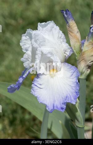 Tall Bearded Iris "Alizés" Bright White Flower Iris Stock Photo