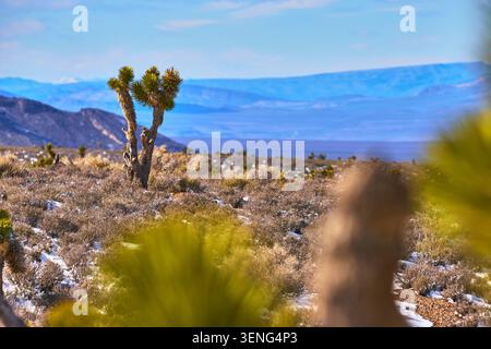 Joshua Tree with Snow in Nevada Desert Near Mt Charleston Winter Landscape Stock Photo