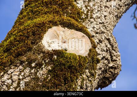 Tree trunk with rosette growth at the edge of a public footpath on the former military training area, Munsingen Estate, Baden-Wurttemberg, Germany. Stock Photo