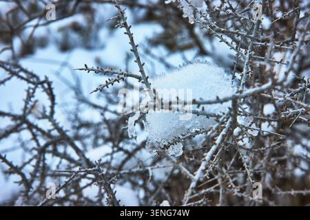 Snow Covered Desert Branches in Winter Close Up Texture Stock Photo