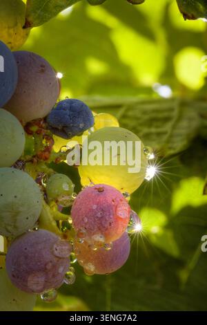 An extreme macro photograph capturing a ripening cluster of wine grapes in Kelseyville, Lake County, California, shimmering with morning dew. Sunlight Stock Photo