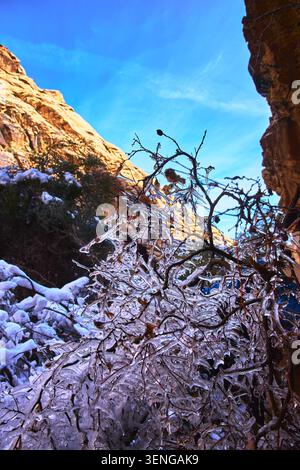 Ice Covered Branches and Snow in Red Rock Canyon with Sunlit Cliffs and Blue Sky Stock Photo