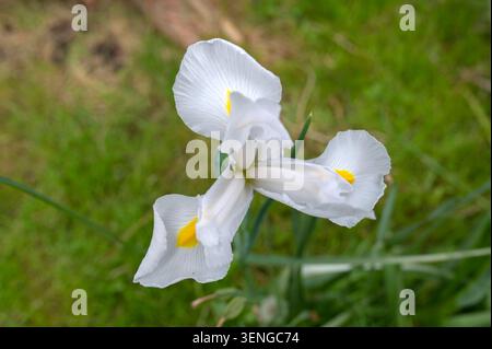 Close Up Dutch Iris Hollandica White Excelsior Flower At Amsterdam The Netherlands 4-5-2025 Stock Photo