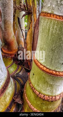 Close‑up of palm tree trunk texture with natural rings and moisture.   Detailed macro view showing tropical palm bark patterns and color variation Stock Photo
