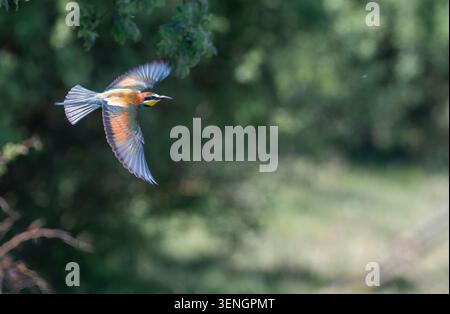 European bee-eater (Merops apiaster) in flight Stock Photo
