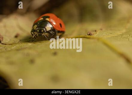 "Close-up macro shot of a red ladybug on a green leaf" Stock Photo
