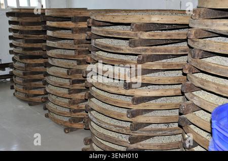 Stacks of traditional bamboo drying trays filled with processed tea leaves in a factory in Taiwan Stock Photo