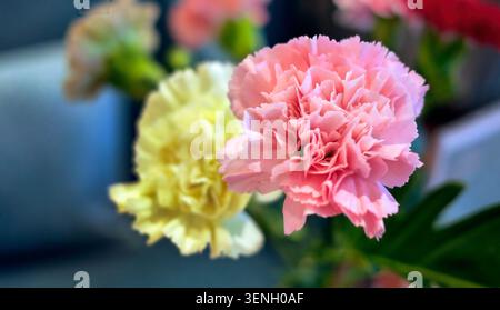 Horizontal macro photography featuring a vibrant pink carnation in sharp focus alongside a soft yellow carnation. The contrasting pastel colors stand Stock Photo