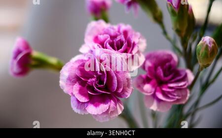 Horizontal macro photography of blooming bicolor pink and white spray carnations (Dianthus caryophyllus). Soft natural lighting highlights ruffled pet Stock Photo
