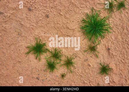 Grass Clusters on Cracked Desert Soil with Vibrant Green Against Dry Earth Stock Photo