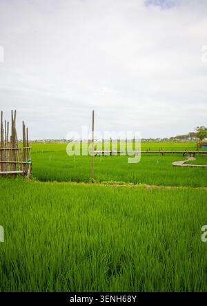 Heart Rice Paddy Wide landscape of vibrant green rice fields under a cloudy sky with ...