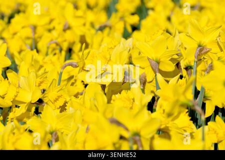 Daffodil (narcissus), close up focusing on a single open flower growing amongst a mass of others in a public park in the spring. Stock Photo