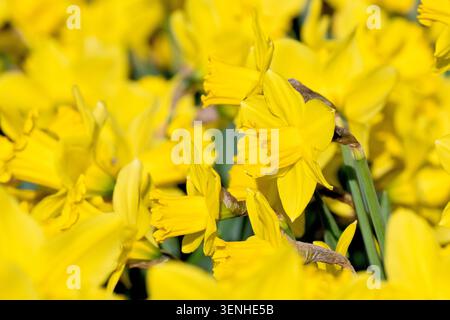 Daffodil (narcissus), close up focusing on a few open flowers growing amongst a mass of others in a public park in the spring. Stock Photo