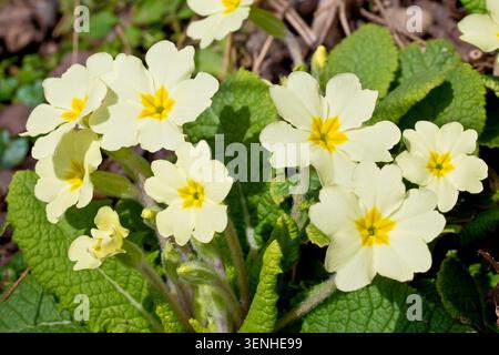 Primrose (primula vulgaris), close up of a small cluster of the common spring flowering plant. These are female or pin-eye flowers. Stock Photo