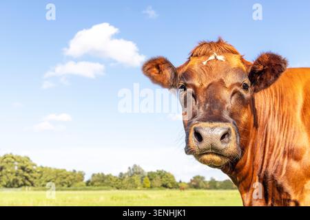 Happy red cow head in front, landscape green grass as background, yellow ear tags and a blue  sky Stock Photo
