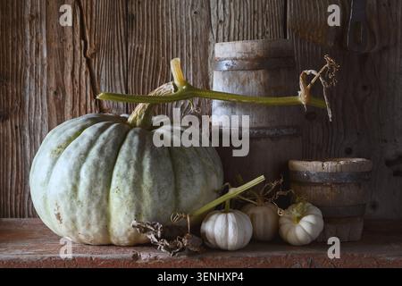 Green pumpkin with garlic bulbs and wooden barrels on farmhouse table. Autumn still life with squash and rustic kitchen decor concept Stock Photo