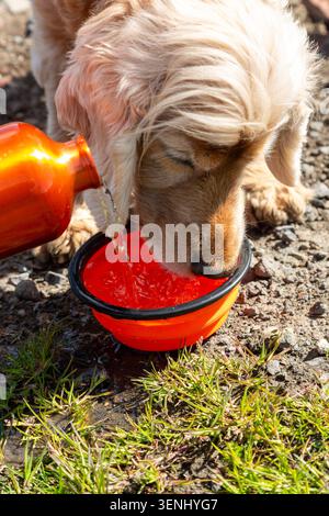 An English Cocker Spaniel dog Drinking Water from a portable, collapsible pet bowl. Stock Photo