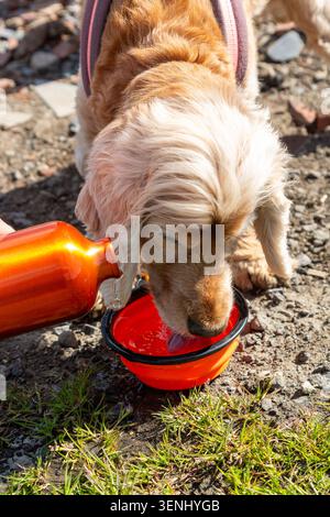 An English Cocker Spaniel dog Drinking Water from a portable, collapsible pet bowl. Stock Photo