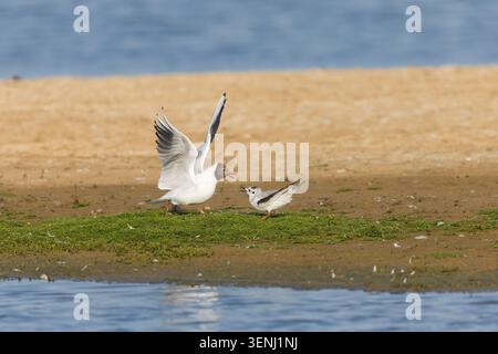 Black-headed gull Chroicocephalus ridibundus, summer plumage adult attacking Little gull Larus minutus, 2nd summer plumage, Minsmere RSPB reserve, Suf Stock Photo