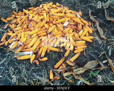 Cobs of ripe yellow corn are thrown into the field. Harvesting in autumn on the field of grain crops. Selective focus, Agriculture Stock Photo