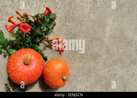 Autumn composition with orange pumpkins and flowers on concrete surface. The concept of autumn, thanksgiving. Flat lay, top view, copy space. Autumn Stock Photo