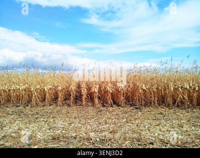Corn plantation in the fall. Rows of yellow corn on a background of a strip of cut stems and a blue sky with clouds. Harvesting on the field of crops. Stock Photo